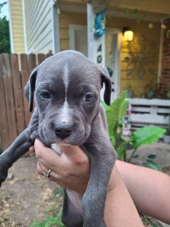 Blue Puppy (Round Rock)63975349746562124