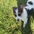 Cowboy corgi 2 thumbnail