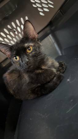Rehoming cats (Huntsville)64151734291715123