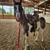 Apha paint mare 16 thumbnail