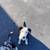 Border Collie Puppy 3 thumbnail