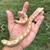 Retic 2 thumbnail