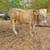Cows Bull 1 thumbnail