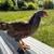 Easter Egger Chickens 1 thumbnail