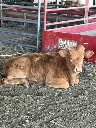 Cross cow heifer Scottish Highland x Texas Longhorn 1