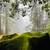 Small Rustic Camping Cabin in Redwood Retreat,Pet Ok 22 thumbnail