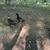 Ducks 3 thumbnail
