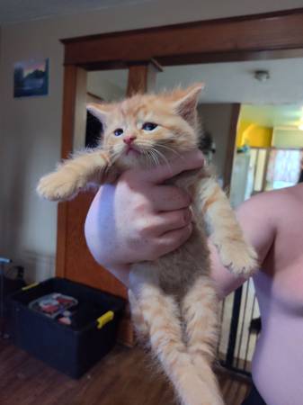 2 gatitos machos (Sioux City)63697345047171122