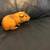 Guinea Pigs and hamsters 1 thumbnail