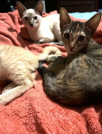 Kittens small rehoming fee (Manvel)63859317938817121