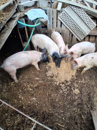nice big feeder pigs 1