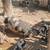 Kunekune pigs 2 thumbnail