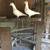 Pigeons 2 thumbnail