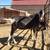 LaMancha buck almost years old 1 thumbnail