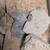 Trilobite Fossil Collection 5 thumbnail