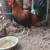 Game chickens 9 thumbnail