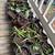 Hanging Baskets, and more! 4 thumbnail