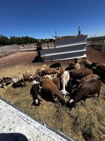 Sheep, lamb and Ram 1