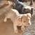 American Bully Pups 5 thumbnail