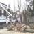 Tree removal   trimming  Tree care  Tree service 6 thumbnail