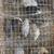 Coturnix quail 2 thumbnail