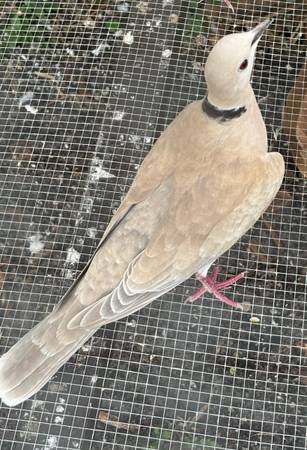 Ring Neck Doves (Port Saint Lucie)63667812820483122