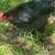 Copper  marans 6 thumbnail
