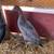 Duck 2 thumbnail