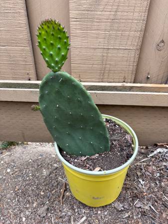 Cactus 1