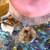 Syrian Hamster 11 thumbnail