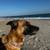 4-Year-Old Malinois Needs Active Home 3 thumbnail