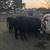 Feeding and breeding cattle 2 thumbnail