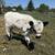 Mini Cow Calves Highland, Highpark and Crosses 4 thumbnail