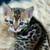 HealthyKittyBengal 1 thumbnail