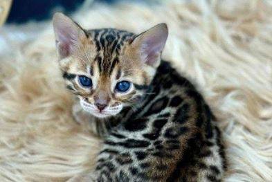 HealthyKittyBengal 1