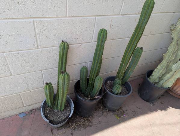 Rooted San Pedro multi stocks 1