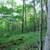6+ Acres , 440 ft frontage - Part level/elevated, Electric - Mt views 12 thumbnail