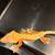 Red crested Gecko 2 thumbnail