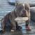 American bully 2 thumbnail