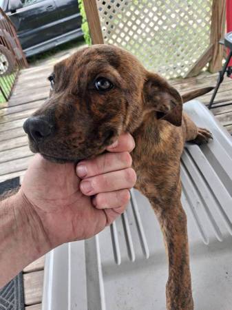 Lab Mix 1