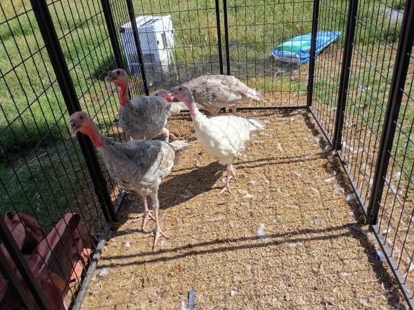Turkeys breeding trio 1