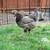 Laying Hen 3 thumbnail