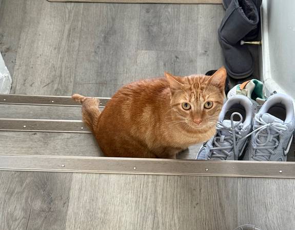 Re-homing two orange cats575664996683632641