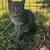 Cat/Kitten 2 thumbnail