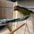 14 week old green cheek conure 2 thumbnail
