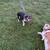 Registered Bluetick Beagle 4 thumbnail