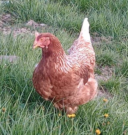 Laying Hens 1
