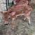 Bottle Calves 5 thumbnail