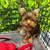 Yorkie 4 thumbnail