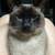 Beautiful Affectionate 1 year old Neutered Siamese Cat 3 thumbnail